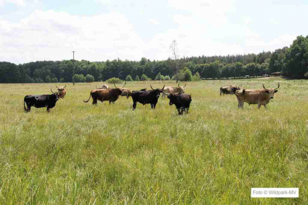 Wildpark-MV Auerochsen Sommer
